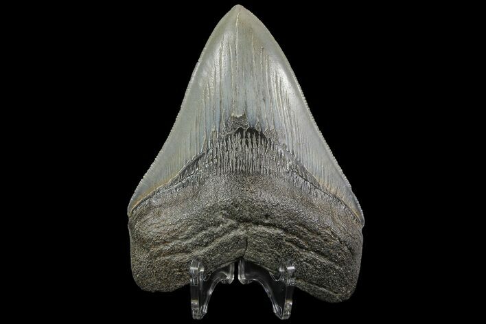 Serrated, Fossil Megalodon Tooth - Georgia #76501